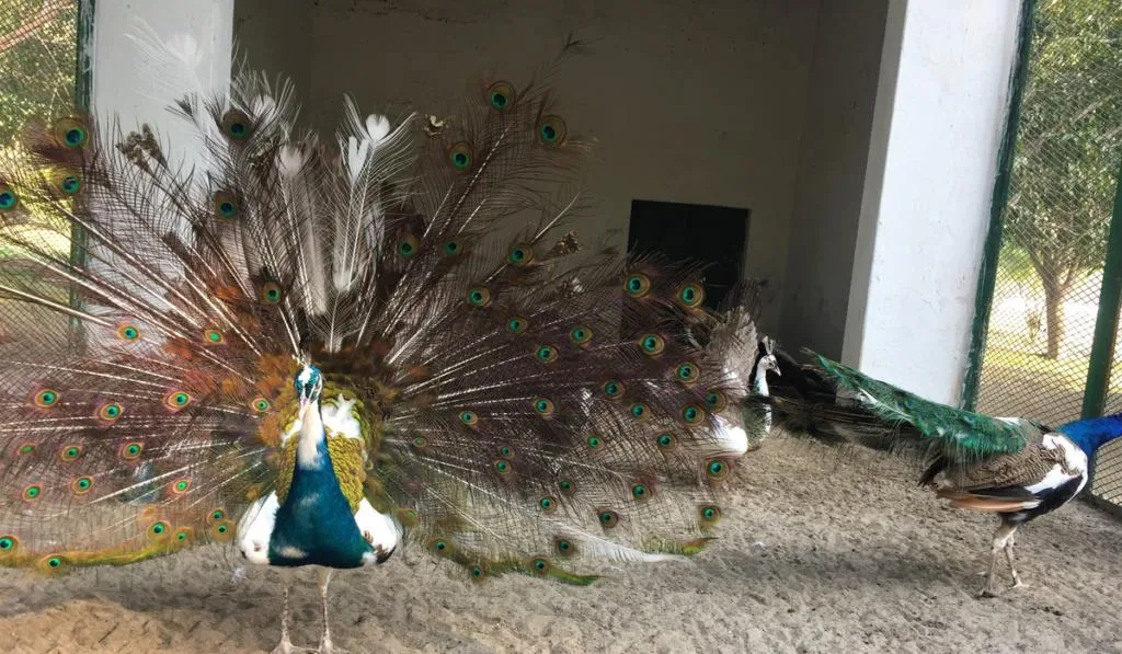 Pied Peacock Opening Her Feathers