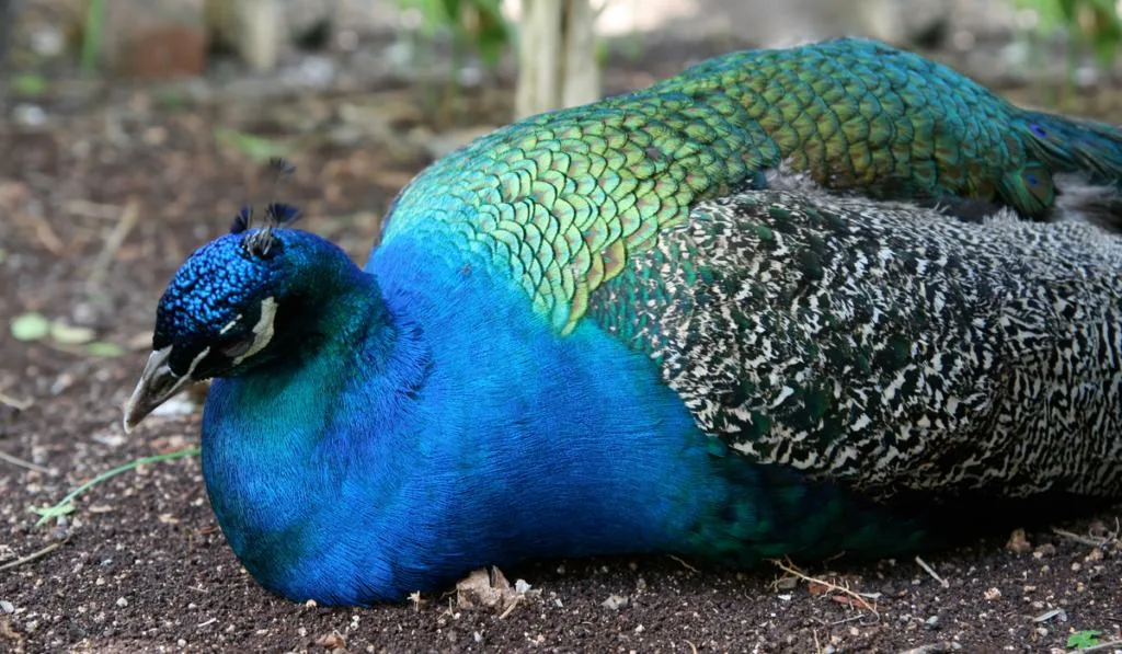 Sick Peacock sleeping on the ground