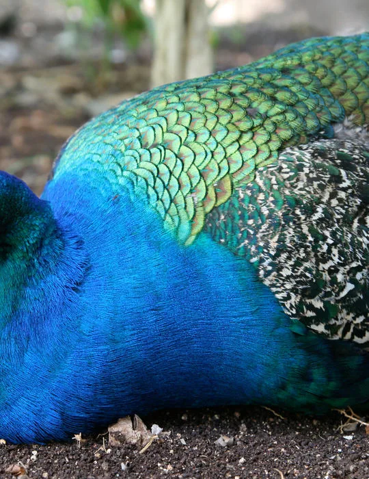 Sick-Peacock