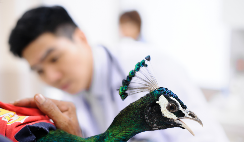Young veterinarian examining a peacock
