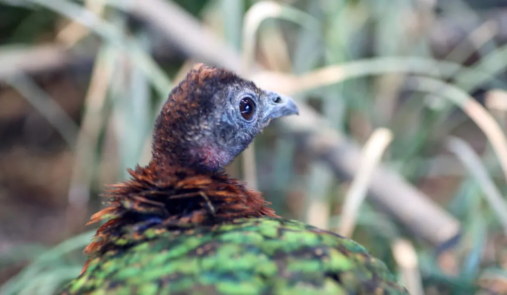 baby congo peafowl 