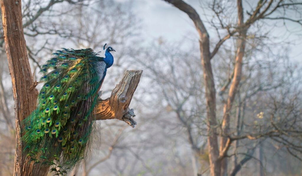 beautiful peacock in the forest