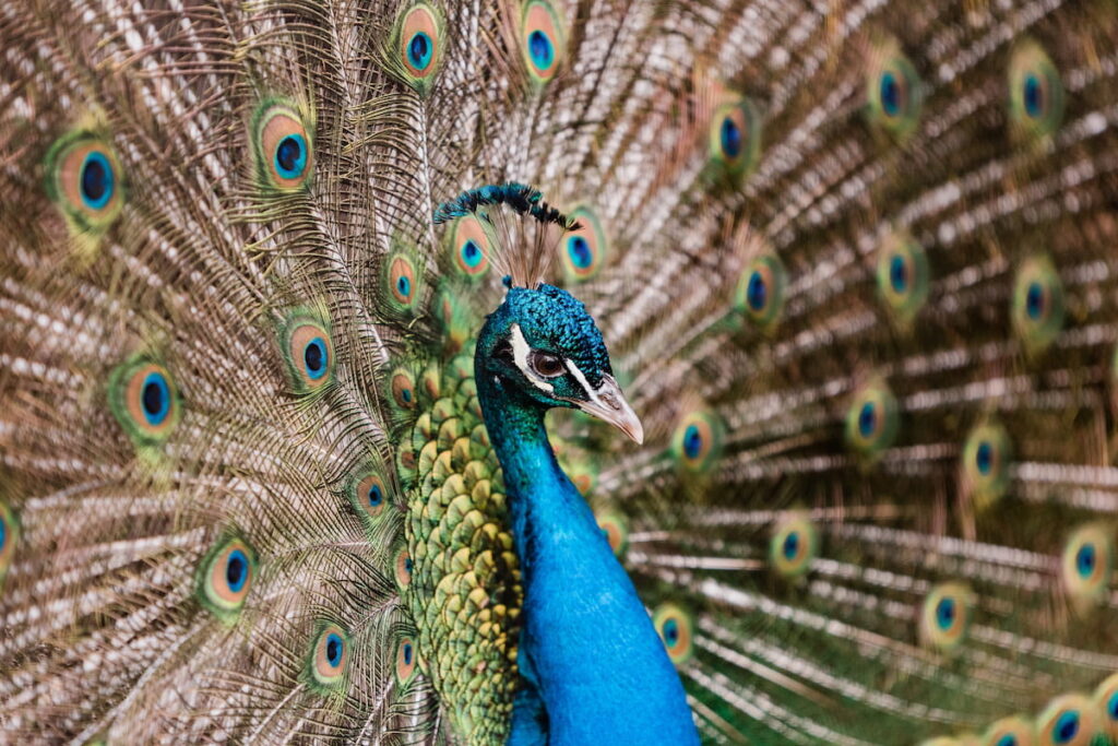close up of a beautiful peacock 