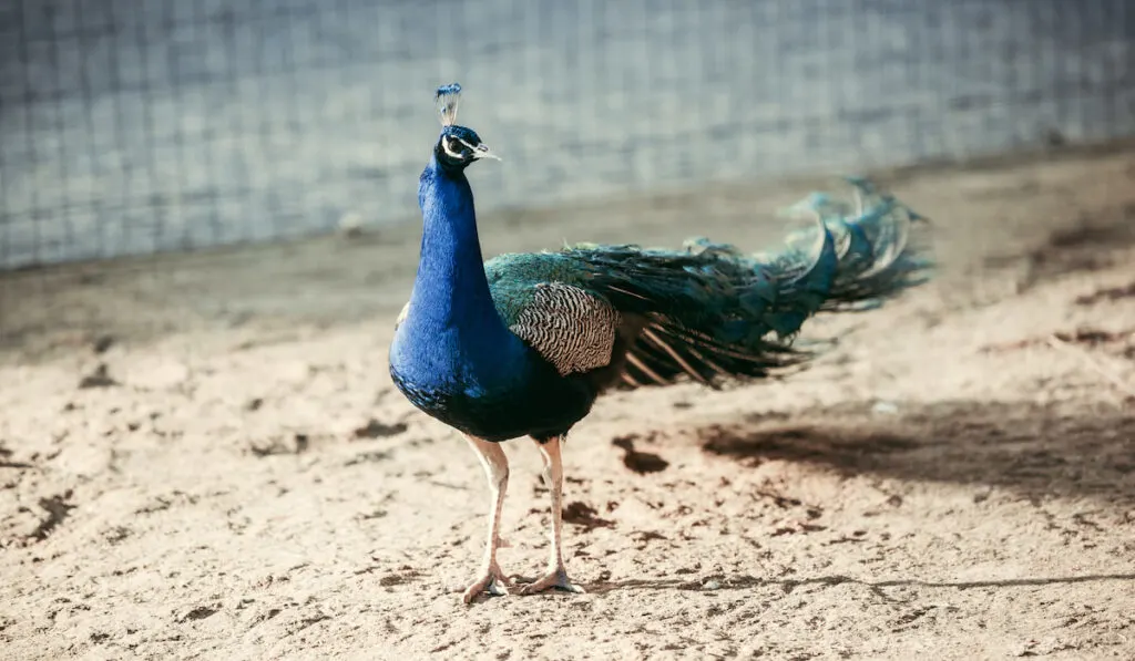 close-up-view-of-beautiful-peacock-with-colorful-feathers-at-zoo