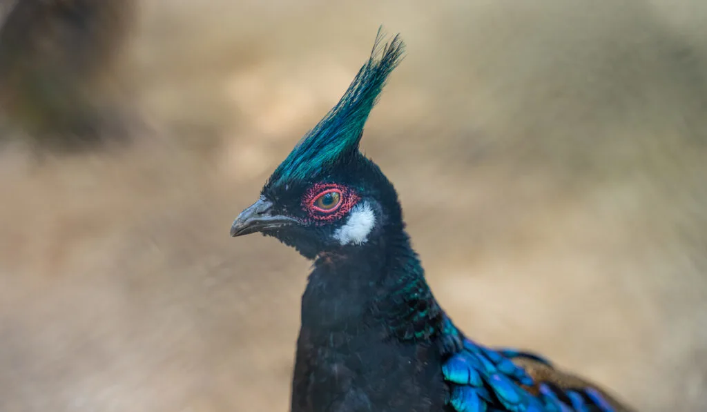 closeup photo of congo peafowl on blurry background 