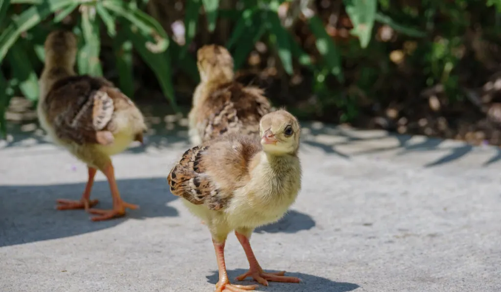 closeup photo of three baby peacock 