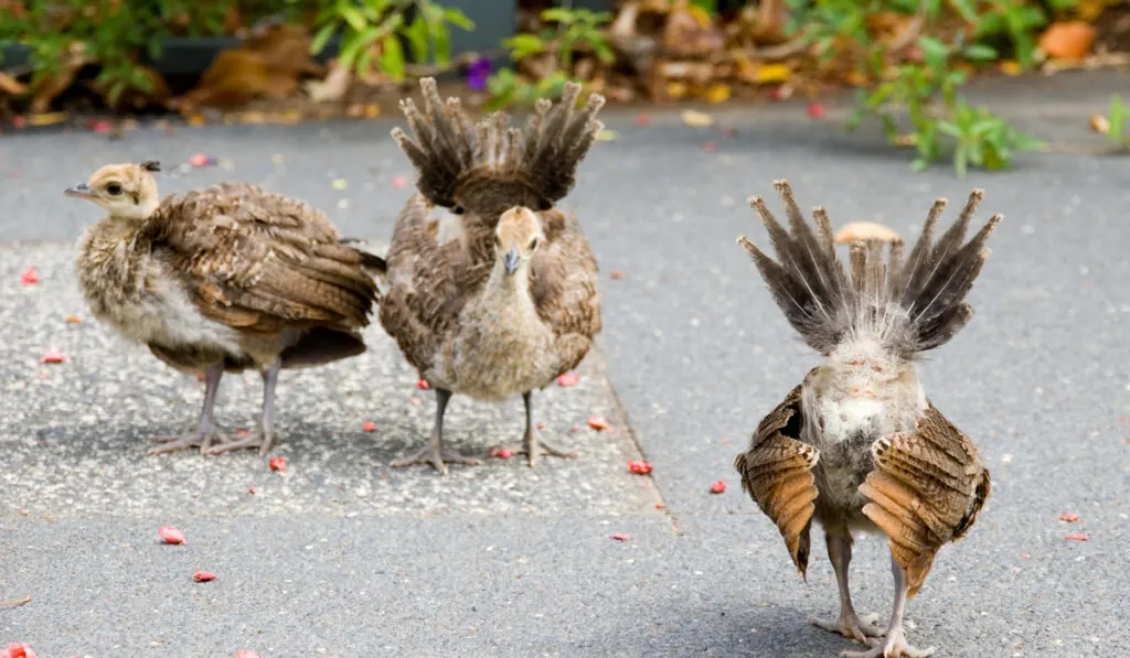 cute little baby peacocks walking displaying tiny tails