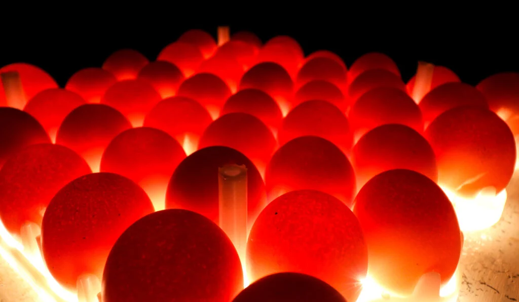 Eggs under bright light incubation process 