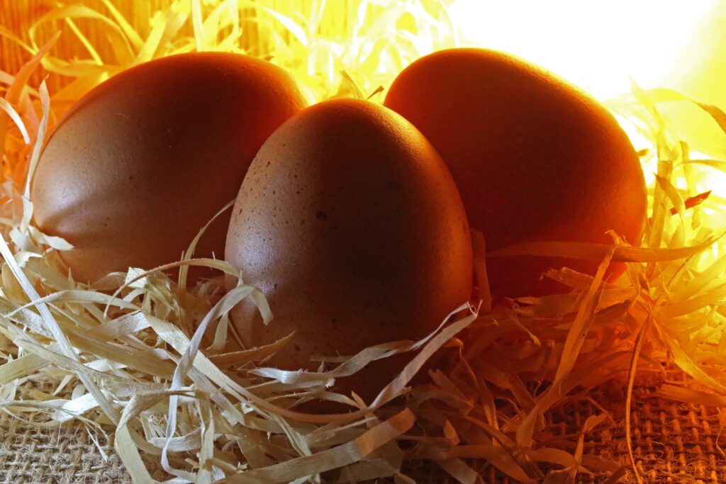 Incubating peacock eggs