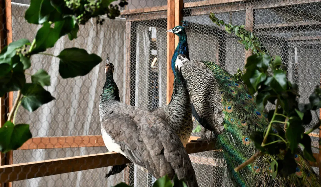 group of peacock in their cage 