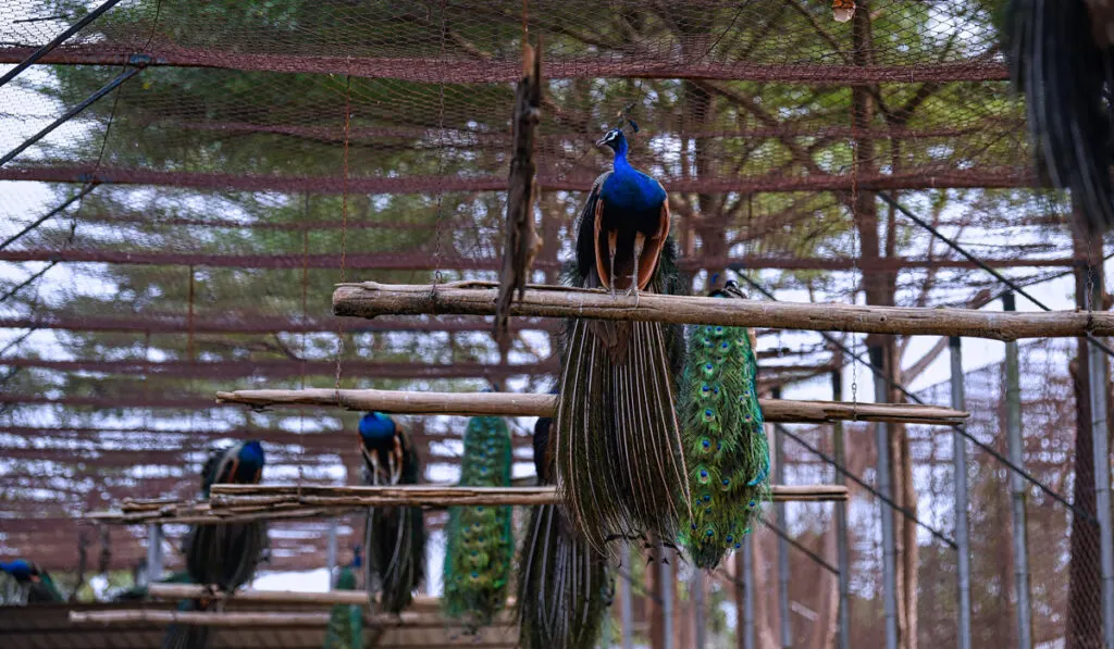 group of peacocks in the zoo