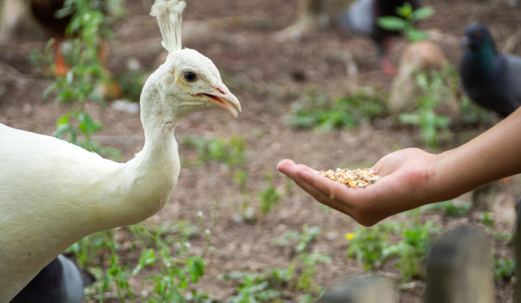 hand with pellets feeding white peacock 