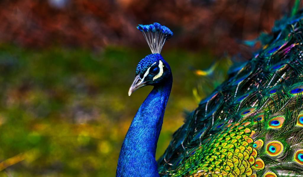  male peacock in great metalic colors