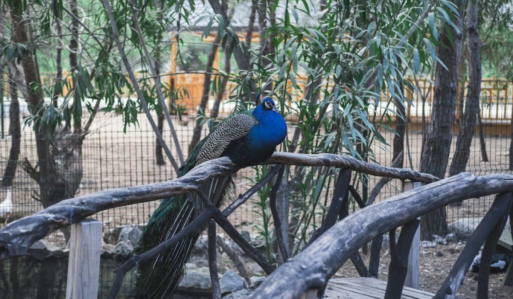 male peacock sits on a wooden bridge 