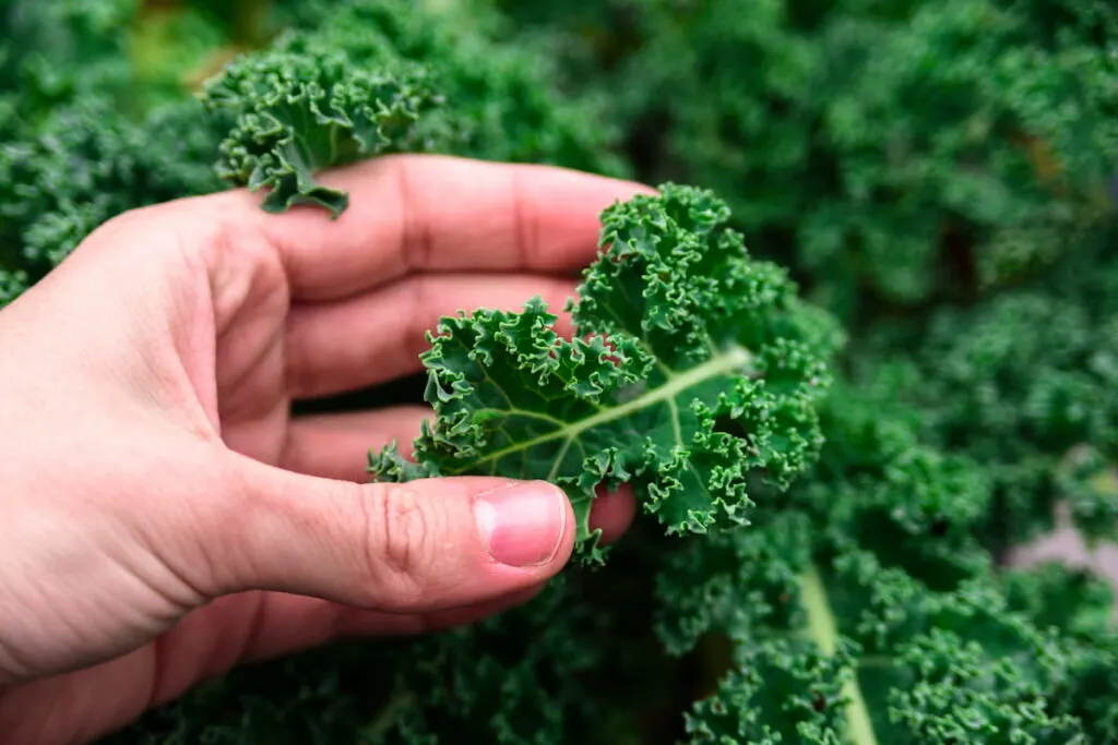 man holding kale close up 