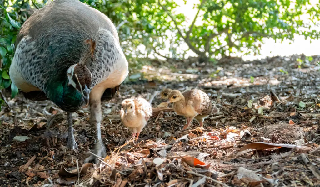 mother peacock and her child finding food 