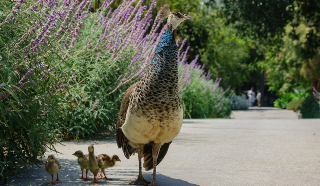 mother peacock walking around her babies