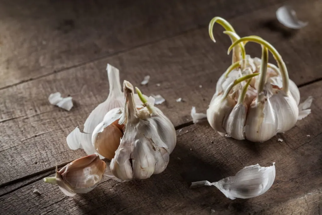 organic garlic on wood