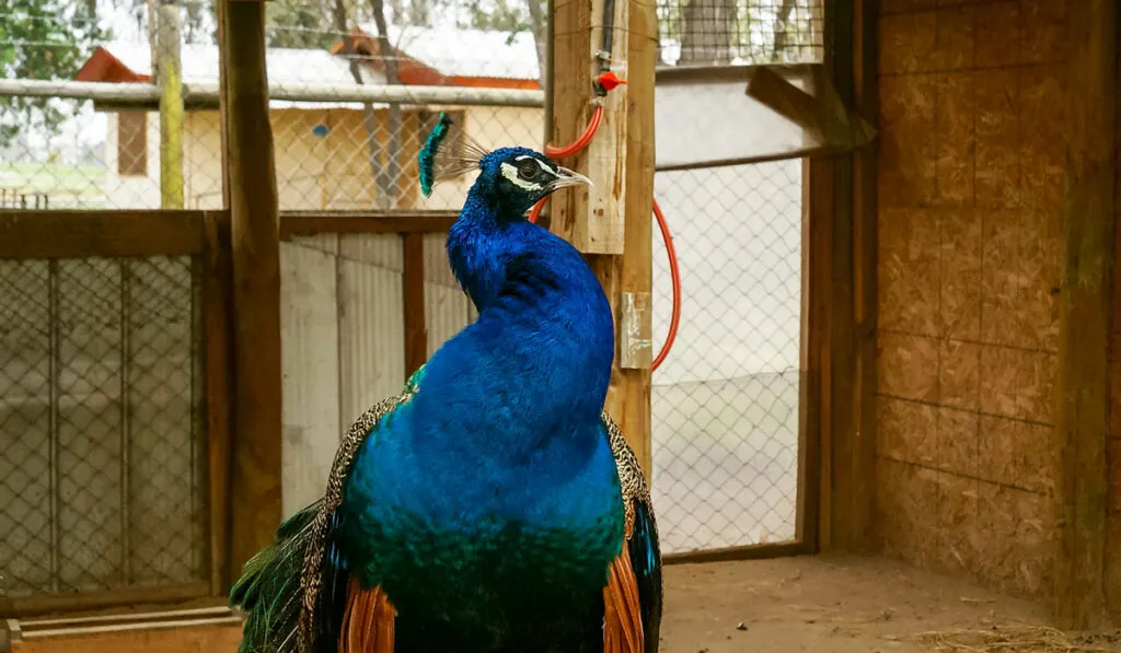 peacock posing inside the pen