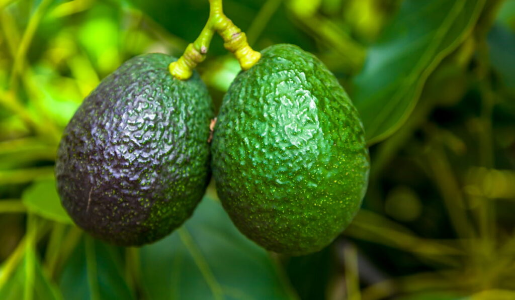 ripe avocados from the tree