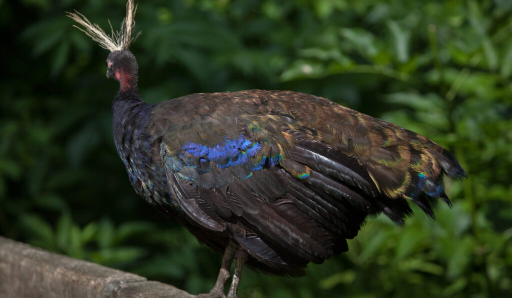 side view of congo peafowl on blurry leaves background 