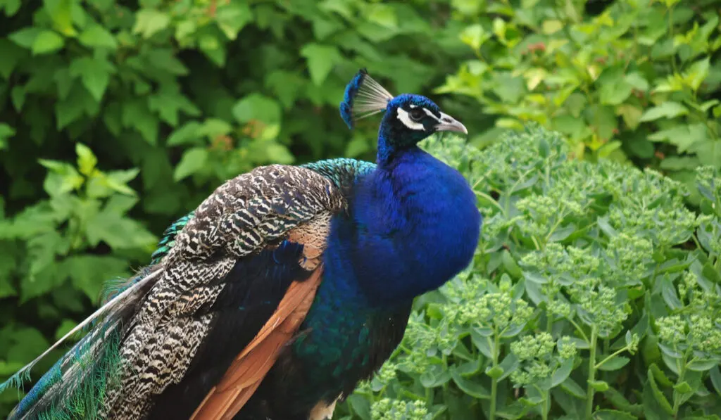 sideview of beautiful peacock