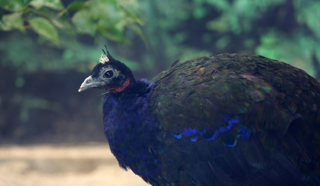 sideview of congo peafowl blurry background 