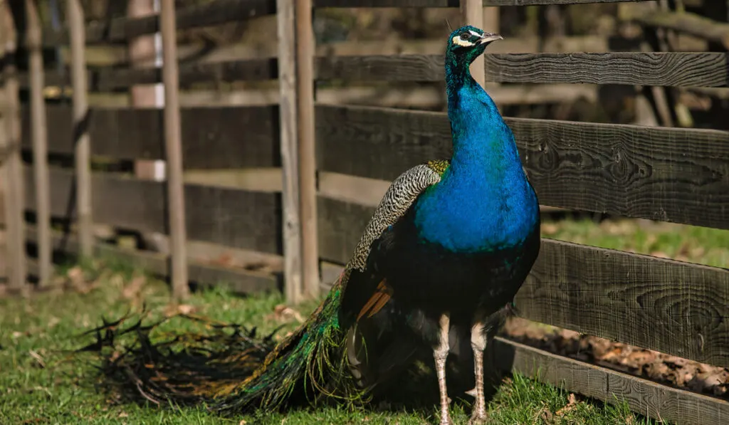 standing blue peacock beside wooden fence