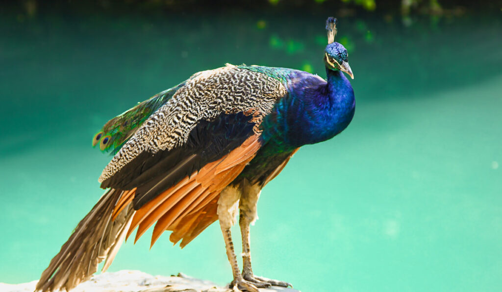 standing peacock near lake 