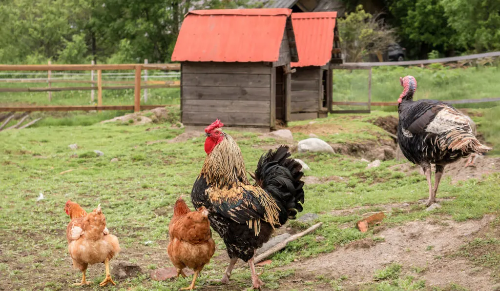 turkey and chicken in poultry yard on green grass