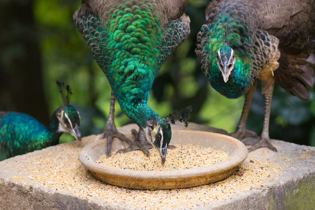 two green peafowls (Pavo muticus) eating grain