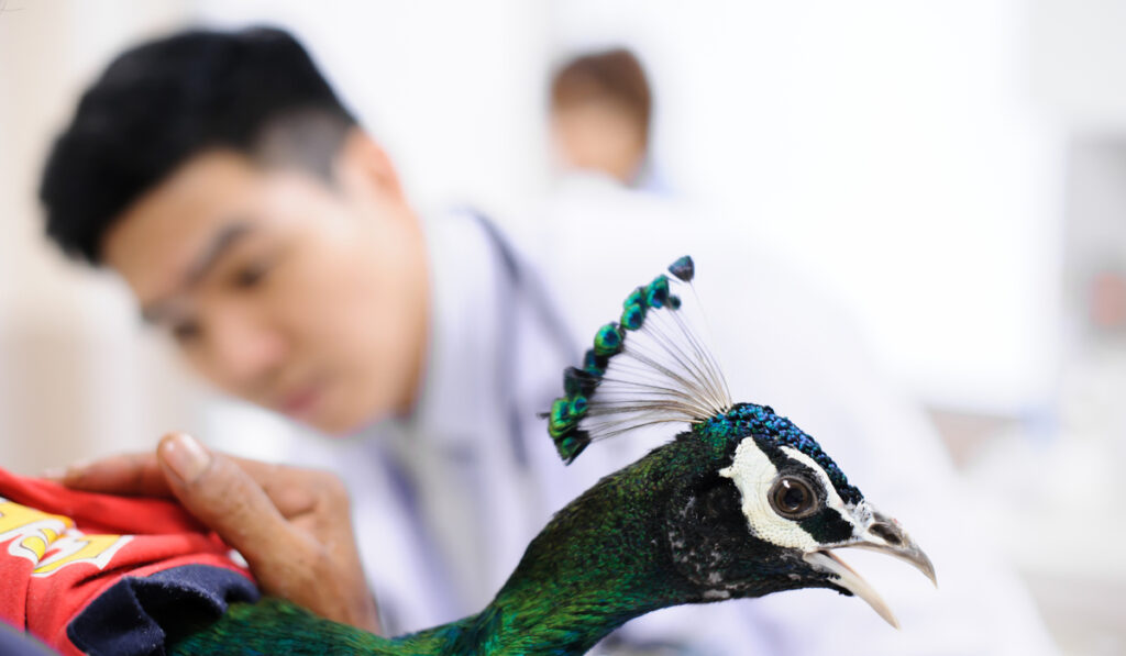 veterinarian examining peacock
