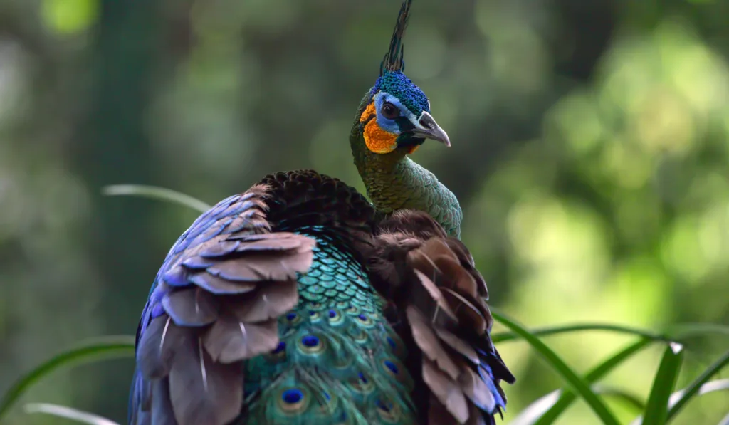 Beautiful javan green peacock in the forest