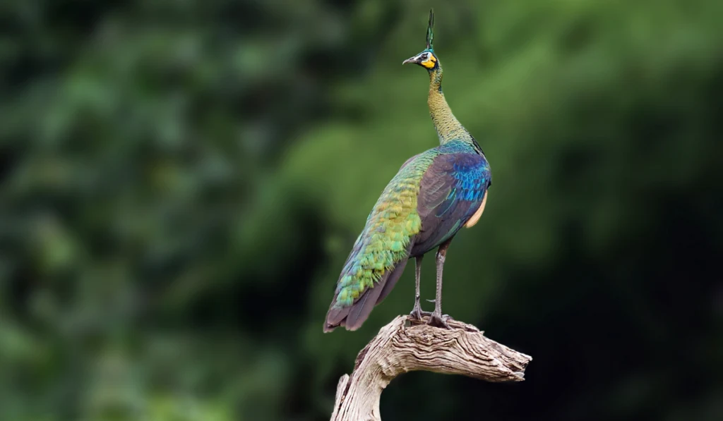 Bird (Green Peafowl) , Thailand