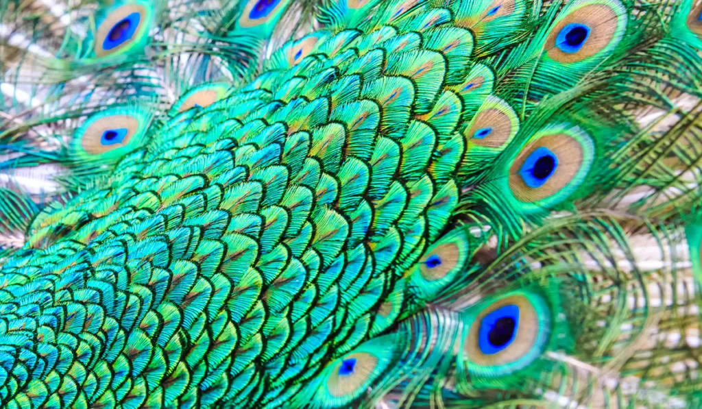 Close up Peacock feather