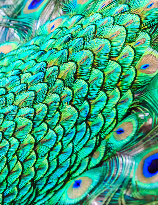 Close-up-Peacock-feather