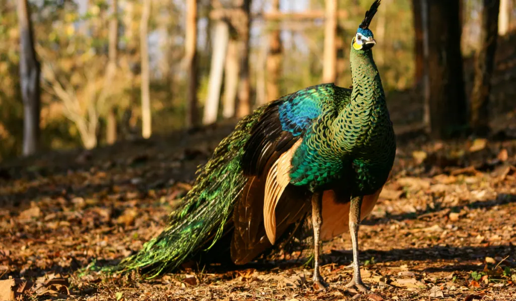 Green peafowl