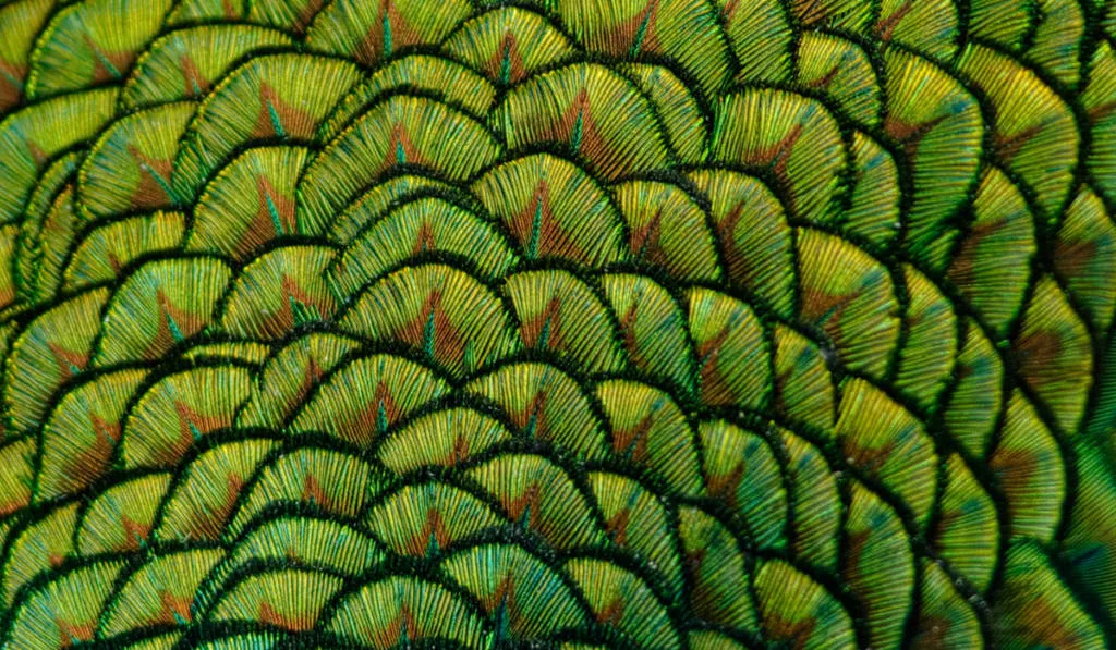 Indian peacock back feathers. Image showing vibrant colors and texture.