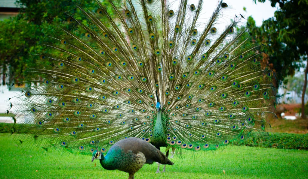 a sweetheart, a lover Green couple Peafowl ,Peacock