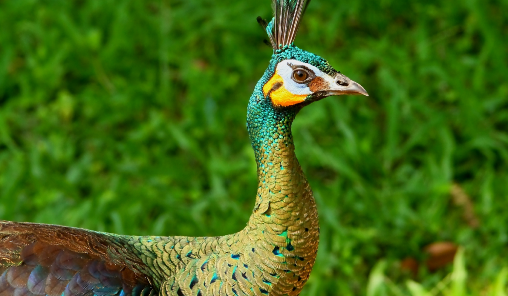 the green peafowl of Thailand