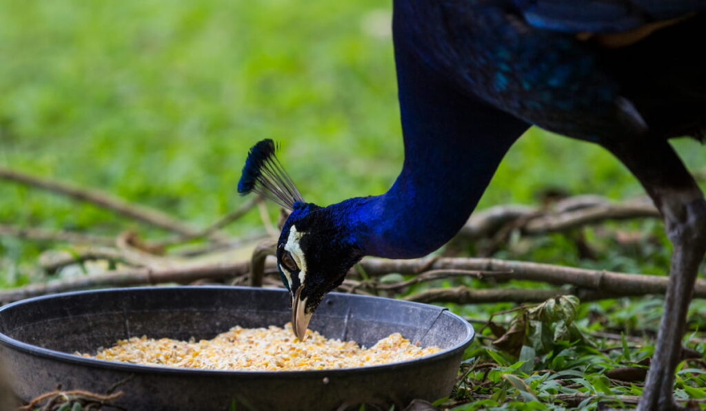 A blue peacock portrait eating