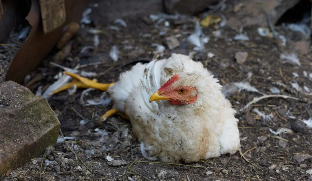 A broiler chicken is sick she has bad legs lives on a farm.