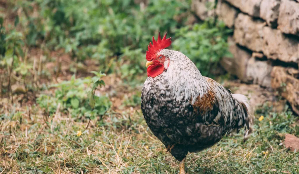 A rooster stands on one leg from the ground of the farmhouse