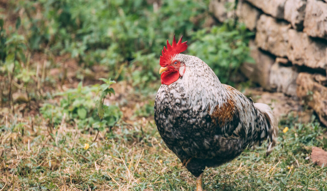 6 Reasons Chickens Stand on One Leg The Hip Chick