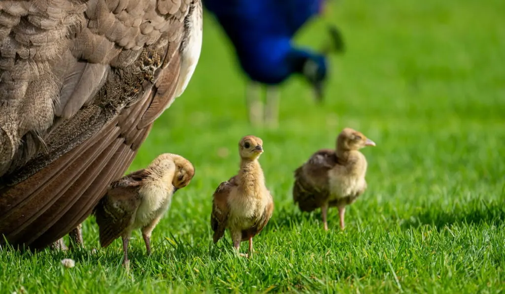 Adorable peachicks stand next to their mother, the peahen, and their father, the peacock, stands in the background.