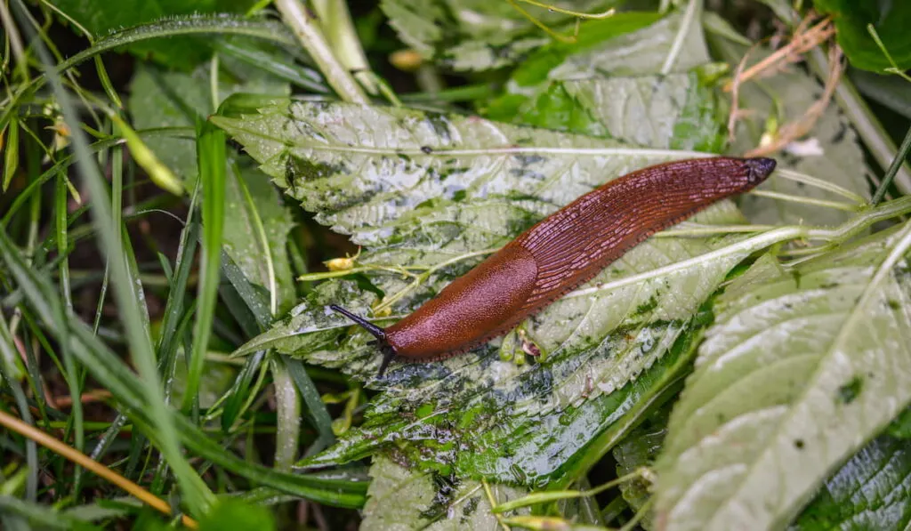  Big slimy brown slug crawling in the garden