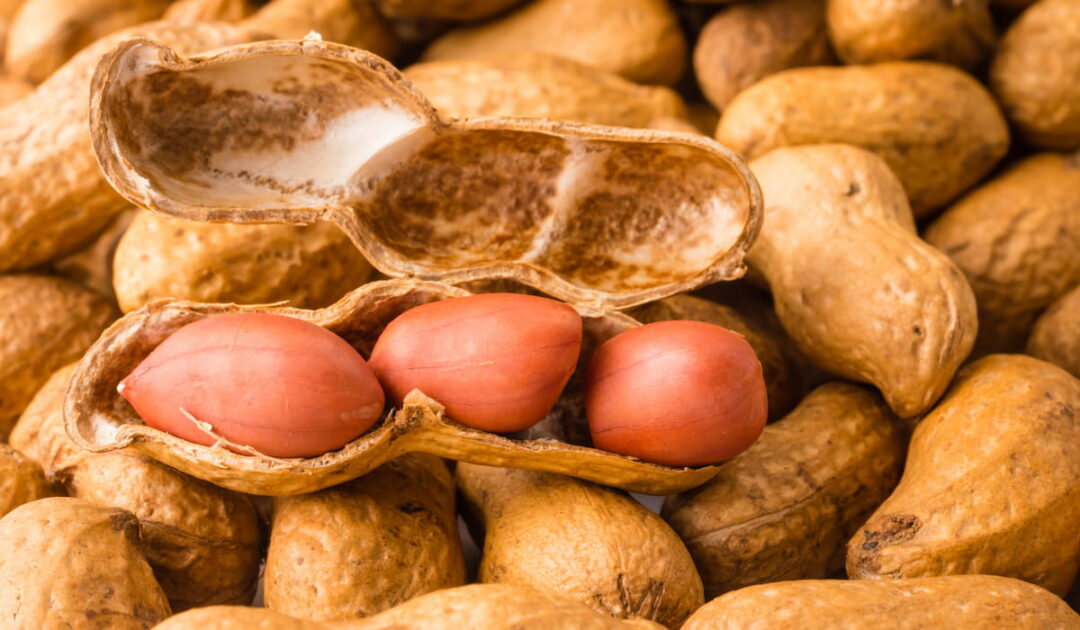 13 Healthy Treats for Baby Peacocks The Hip Chick