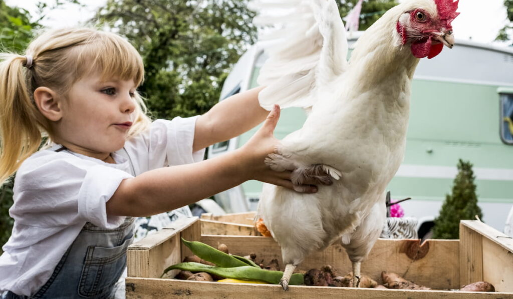 Close up of blond girl holding white chicken flapping it's wings