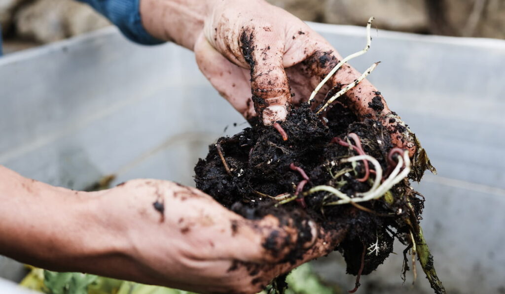 Farmer man holding compost with worms