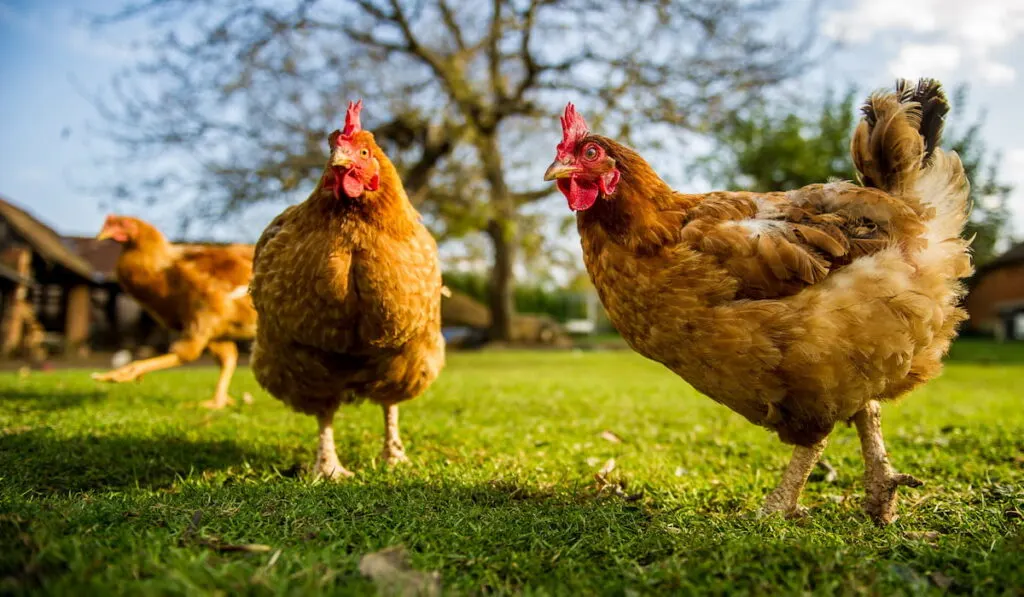 Free range chicken on a traditional poultry farm 